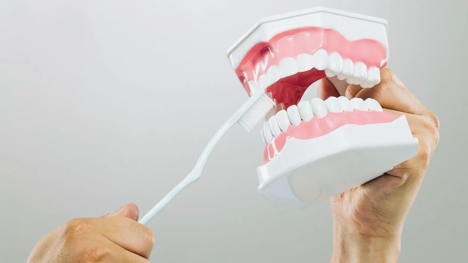 Dentista explicando cómo lavarse los dientes en una maqueta